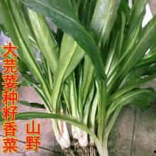湛江今日蒲瓜批发价格