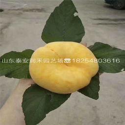湛江今日蒲瓜批发价格
