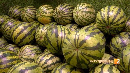湖北宜城麒麟瓜今日价格,价格行情一览”