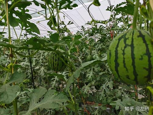 12月小吊瓜西瓜今日价,今日市场行情一览”